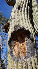 Image showing Tall Saguaro Cactus with blue sky as background       