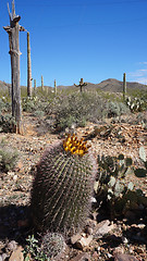 Image showing Scenic inside the Arizona-Sonora Desert Museum 