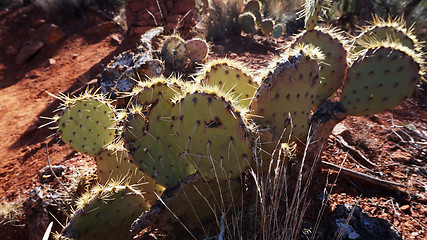 Image showing Cactus in the canyon in Arizona