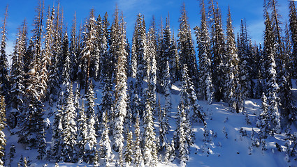 Image showing The pikes forest in the winter