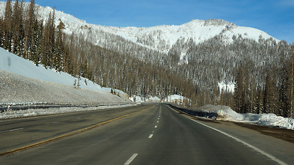 Image showing Road toward the pikes forest in the winter