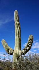 Image showing Cactus in the canyon in Arizona