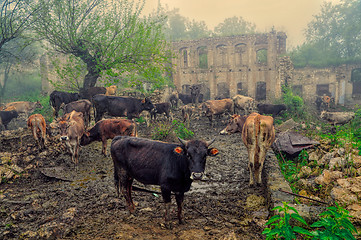 Image showing Livestock in Karabakh