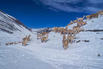 Image showing Herd of Llamas in Andes