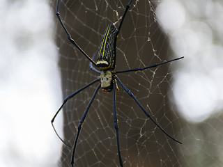 Image showing Golden Silk Orb-Weaver.