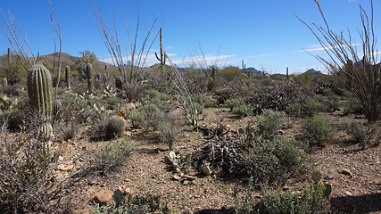 Image showing Scenic inside the Arizona-Sonora Desert Museum 