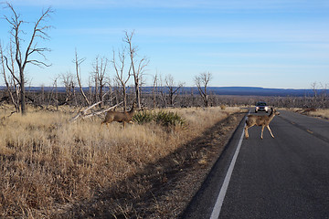 Image showing Buck Deer walks across road 