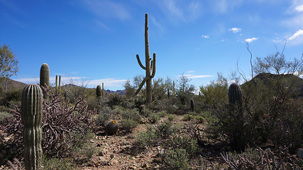 Image showing Scenic inside the Arizona-Sonora Desert Museum 