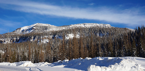 Image showing View of pike forest in the winter