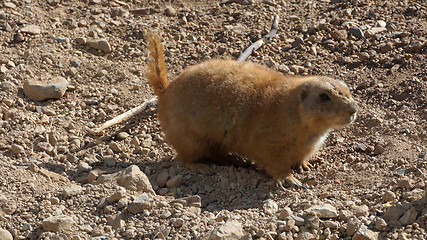 Image showing Prairie dog