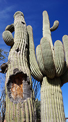 Image showing Tall Saguaro Cactus with blue sky as background  