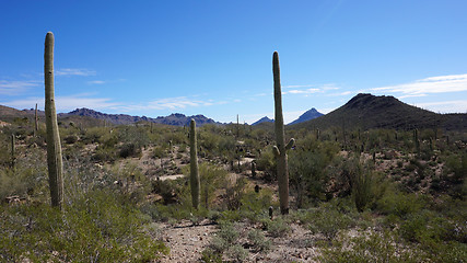 Image showing Scenic inside the Arizona-Sonora Desert Museum 