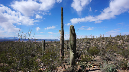 Image showing Scenic inside the Arizona-Sonora Desert Museum 