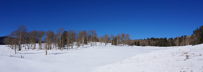 Image showing Scenic view of America forest in the winter