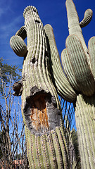 Image showing Tall Saguaro Cactus with blue sky as background