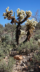 Image showing Scenic inside the Arizona-Sonora Desert Museum 