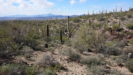 Image showing Scenic inside the Arizona-Sonora Desert Museum 