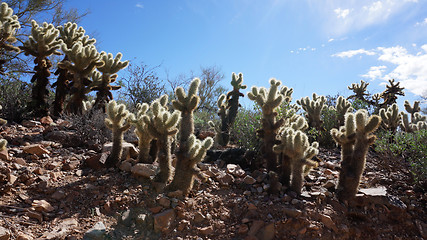 Image showing Scenic inside the Arizona-Sonora Desert Museum 