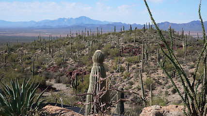 Image showing Scenic inside the Arizona-Sonora Desert Museum 