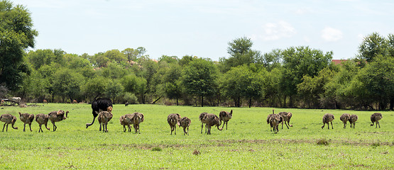 Image showing Ostriches grazing