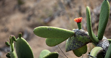 Image showing cactus  blooming in the desert