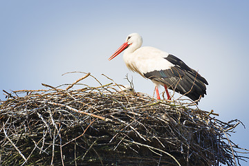 Image showing stork in nest