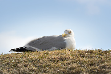 Image showing Sitting seagull