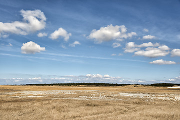 Image showing Dune grass with blue sky