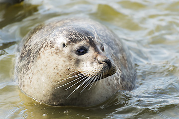 Image showing floating gray seal