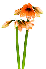 Image showing Blooming orange Amaryllis