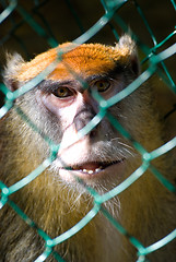 Image showing  Monkey