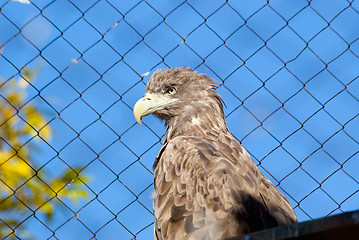 Image showing White-tailed  eagle