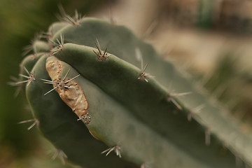 Image showing Cactus_4307