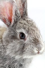 Image showing Gray rabbit