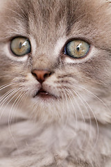 Image showing Beautiful grey kitten