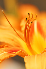 Image showing Orange lily