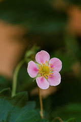 Image showing Beautiful flower of strawberry in nature