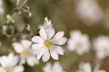 Image showing White flower