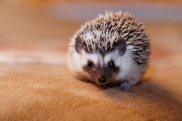 Image showing African white- bellied hedgehog