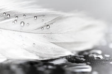 Image showing White feather with water drops