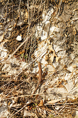 Image showing Small lizard