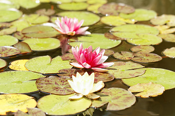 Image showing Water lily