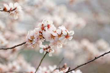 Image showing Tree flowering