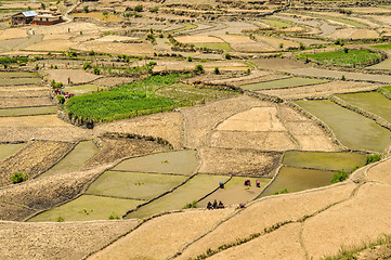 Image showing Fields in Nepal