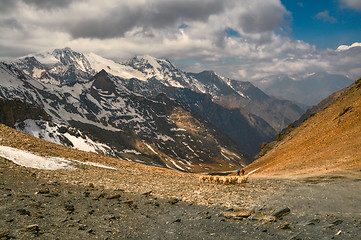 Image showing Sheep in Himalayas