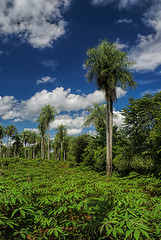 Image showing Palm trees