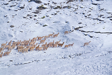 Image showing Herd of Llamas in Andes