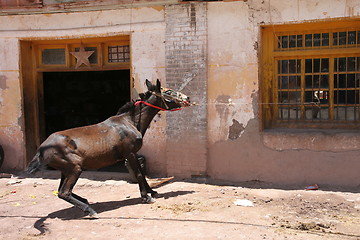 Image showing Horse trying to pull its way to freedom