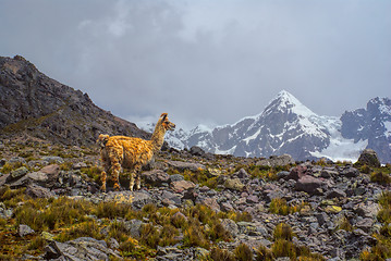 Image showing Ausangate, Andes