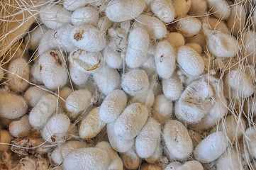 Image showing Silk cocoons